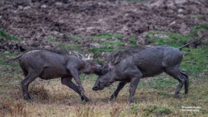 Warthog Fight